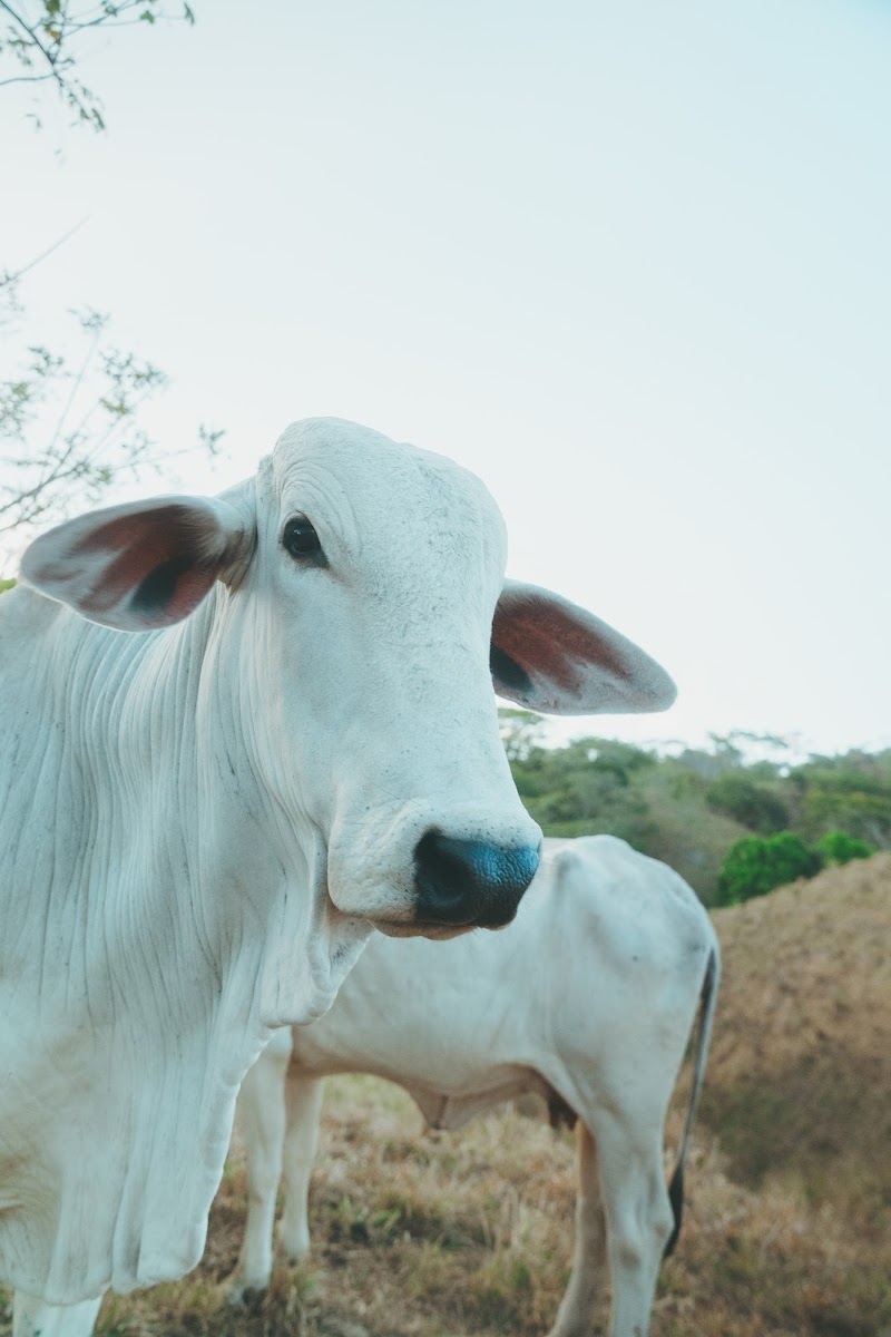 Brahman cattle grazing in the hills