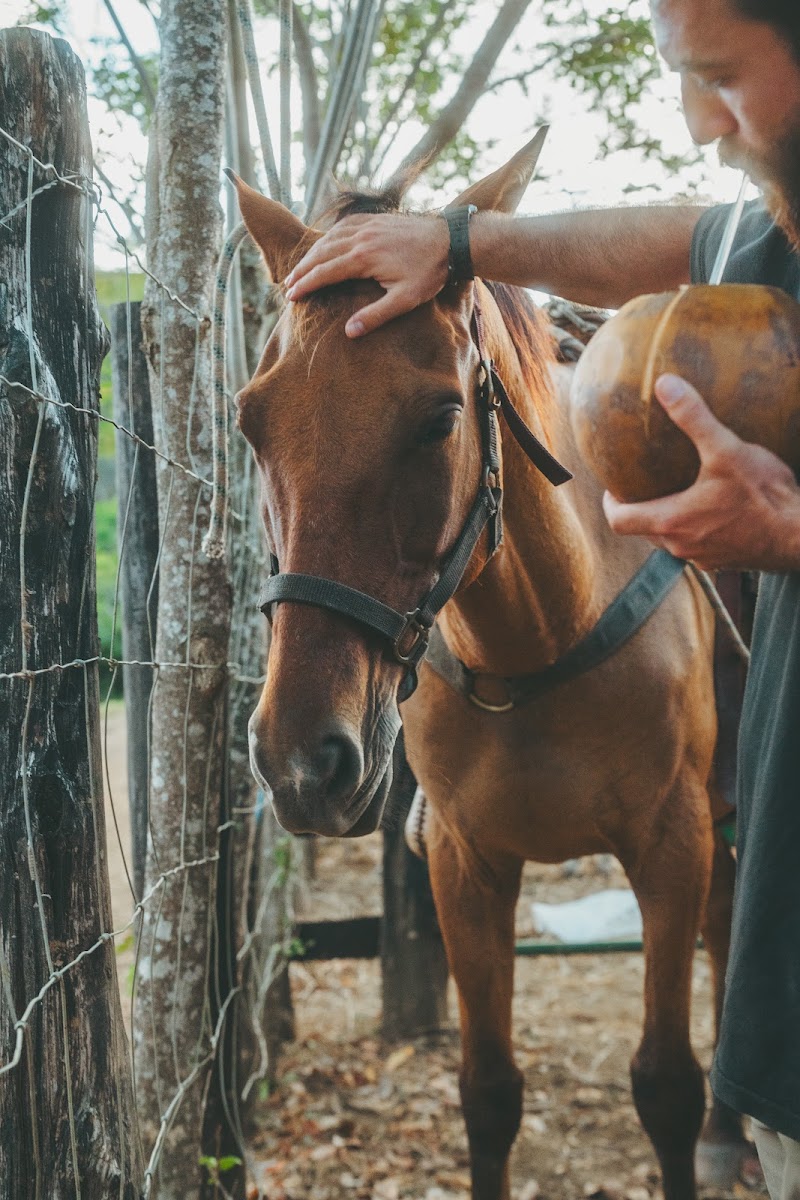 Meeting the horses before the ride