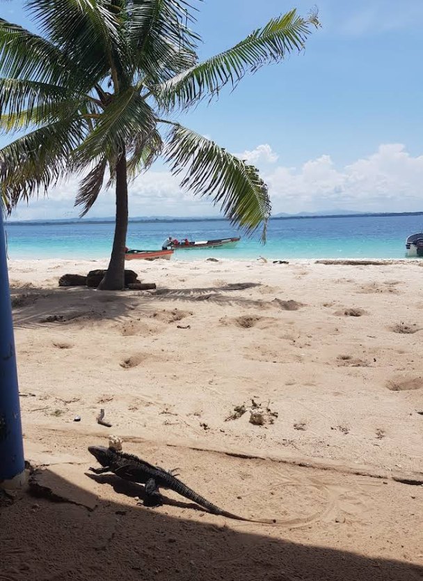 A white-sand beach with turquoise water and an iguana on Isla Iguana, Panama